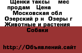 Щенки таксы ,1 мес,продам › Цена ­ 2 500 - Московская обл., Озерский р-н, Озеры г. Животные и растения » Собаки   